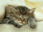 salut les amies